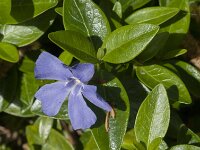 Vinca minor 59, Kleine maagdenpalm, Saxifraga-Jan van der Straaten