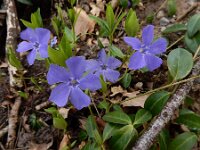 Vinca minor 60, Kleine maagdenpalm, Saxifraga-Ed Stikvoort