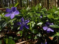 Vinca minor 61, Kleine maagdenpalm, Saxifraga-Ed Stikvoort
