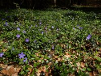 Vinca minor 63, Kleine maagdenpalm, Saxifraga-Ed Stikvoort