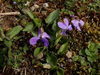 Viola hirta 20, Ruig viooltje, Saxifraga-Ed Stikvoort : Meijendel