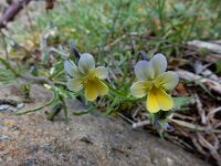 Viola kitaibeliana 5, Dwergviooltje, Saxifraga-Ed Stikvoort