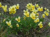 Viola lutea ssp calaminaria 67, Zinkviooltje, Saxifraga-Ed Stikvoort