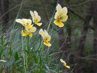 Viola lutea ssp calaminaria 70, Zinkviooltje, Saxifraga-Ed Stikvoort
