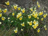 Viola lutea ssp calaminaria 71, Zinkviooltje, Saxifraga-Ed Stikvoort