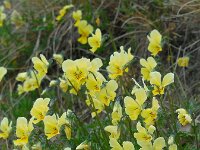 Viola lutea ssp calaminaria 73, Zinkviooltje, Saxifraga-Ed Stikvoort