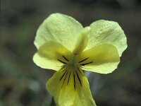 Viola lutea ssp calaminaria 77, Zinkviooltje, Saxifraga-Jan van der Straaten