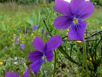 Viola lutea 7, Saxifraga-Ed Stikvoort : Col de la Loge en Sagne Bourrue en La Pigne s9900
