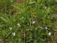 Viola palustris 21, Moerasviooltje, Saxifraga-Ed Stikvoort : Pierre de Haute