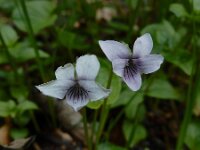 Viola palustris 24, Moerasviooltje, Saxifraga-Ed Stikvoort : Notre Dame de l'Hermitage Pierre-sur-Haute Vallée de Fossat s990