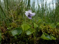 Viola palustris 27, Moerasviooltje, Saxifraga-Ed Stikvoort : Notre Dame de l'Hermitage Pierre-sur-Haute Vallée de Fossat s990