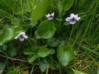 Viola palustris 30, Moerasviooltje, Saxifraga-Ed Stikvoort : Pierre de Haute s9900