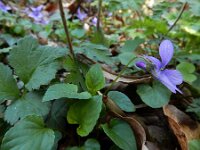 Viola reichenbachiana 27, Donkersporig bosviooltje, Saxifraga-Ed Stikvoort