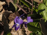 Viola reichenbachiana 32, Donkersporig bosviooltje, Saxifraga-Jan van der Straaten