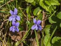 Viola reichenbachiana 36, Donkersporig bosviooltje, Saxifraga-Jan van der Straaten