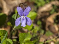 Viola reichenbachiana 39, Donkersporig bosviooltje, Saxifraga-Jan van der Straaten