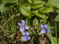 Viola reichenbachiana 41, Donkersporig bosviooltje, Saxifraga-Jan van der Straaten