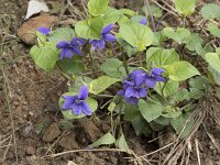 Viola riviniana 66, Bleeksporig bosviooltje, Saxifraga-Willem van Kruijsbergen