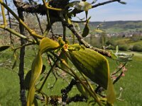 Viscum album 49, Maretak, Saxifraga-Ed Stikvoort