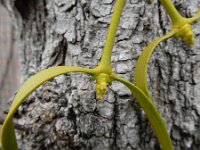 Viscum album 61, Maretak, Saxifraga-Ed Stikvoort