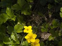 Waldsteinia ternata 6, Saxifraga-Jan van der Straaten