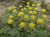 Zosima absinthiifolia 2, Saxifraga-Ed Stikvoort : Jerevan - Garni s9900