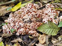 Funghi, Paddestoelen, Mushrooms-Toadstools