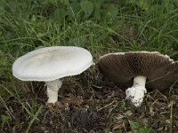 Agaricus campestris, Field Mushroom