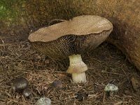Agaricus silvaticus, Blushing Wood Mushroom