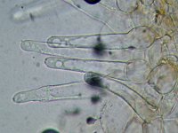 Coprinellus callinus 2, Slanke donsinktzwam, Micro, Saxifraga-Lucien Rommelaars