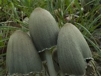 Coprinopsis atramentaria 3, Grote kale inktzwam, Saxifraga-Willem van Kruijsbergen