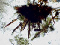 Echinosphaeria canescens 1, Bruingrijs ruigkogeltje,  Micro, Saxifraga-Lucien Rommelaars