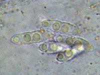 Nectria funicola