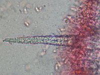 Peniophorella pubera 2, Fluwelig harskorstje, Micro, Saxifraga-Lucien Rommelaars