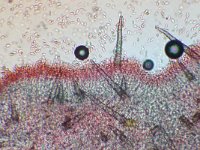 Peniophorella pubera 4, Fluwelig harskorstje, Micro, Saxifraga-Lucien Rommelaars