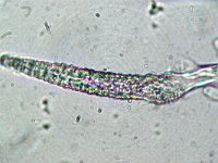 Peniophorella pubera 5, Fluwelig harskorstje, Micro, Saxifraga-Lucien Rommelaars