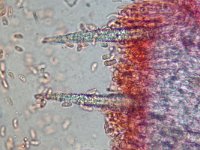 Peniophorella pubera 6, Fluwelig harskorstje, Micro, Saxifraga-Lucien Rommelaars