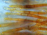 Trichopezizella nidulus 2, Gladharig franjekelkje,  Micro, Saxifraga-Lucien Rommelaars