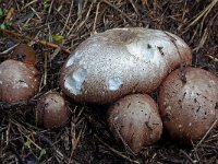 Agaricus subrufescens 3, Saxifraga-Lucien Rommelaars