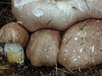 Agaricus subrufescens 8, Saxifraga-Lucien Rommelaars