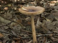 Amanita fulva 11, Roodbruine slanke amaniet, Saxifraga-Willem van Kruijsbergen