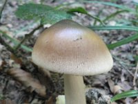 Amanita fulva 3, Roodbruine slanke amaniet, Saxifraga-Jan Willem Jongepier