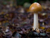 Amanita fulva 4, Roodbruine slanke amaniet, Saxifraga-Rik Kruit