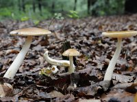 Amanita fulva 8, Roodbruine slanke amaniet, Saxifraga-Luuk Vermeer