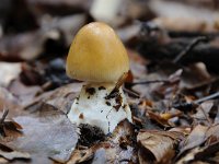 Amanita fulva 9, Roodbruine slanke amaniet, Saxifraga-Luuk Vermeer