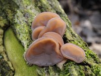 Auricularia auricula-judae 14, Echt judasoor, Saxifraga-Luuk Vermeer