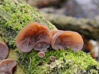 Auricularia auricula-judae 16, Echt judasoor, Saxifraga-Luuk Vermeer