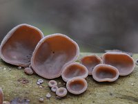 Auricularia auricula-judae 21, Echt judasoor, Saxifraga-Luuk Vermeer