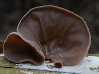 Auricularia auricula-judae 22, Echt judasoor, Saxifraga-Luuk Vermeer