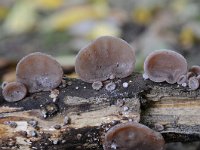 Auricularia auricula-judae 24, Echt judasoor, Saxifraga-Luuk Vermeer